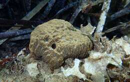 Image of stinker sponge