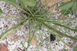 Image of shortleaf blazing star