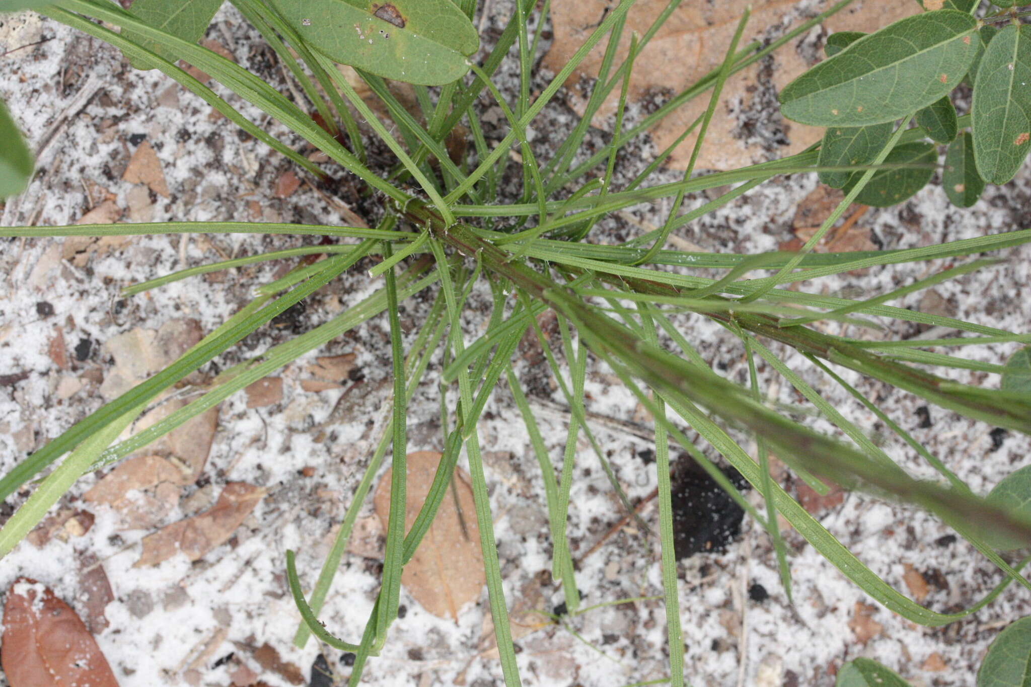 Liatris tenuifolia Nutt. resmi