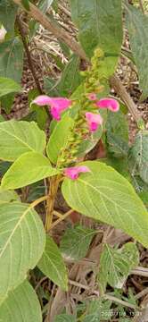 Image of Salvia tortuosa Kunth