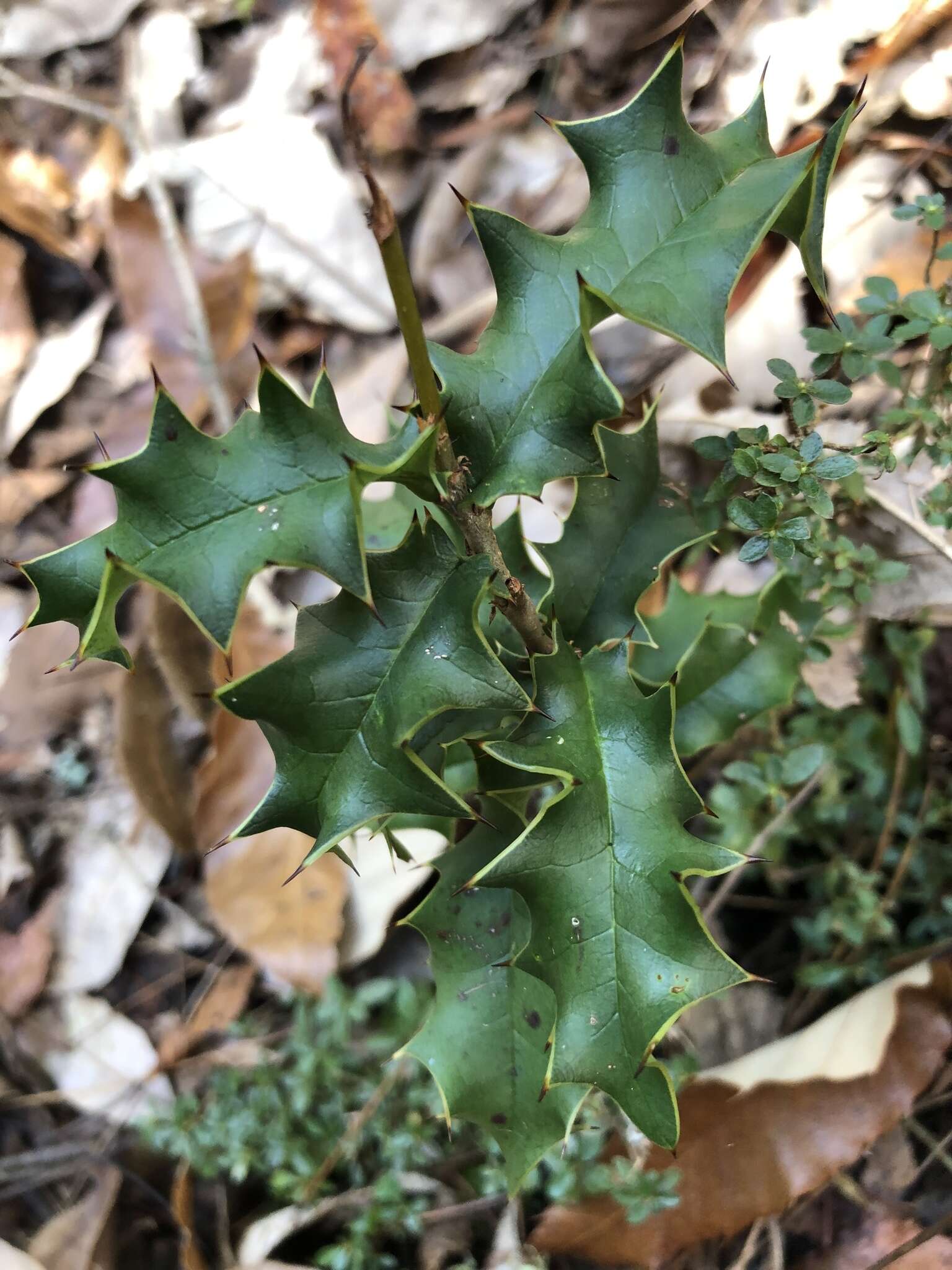 صورة Ilex bioritsensis Hayata