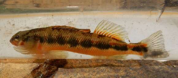 Image of Gilt Darter