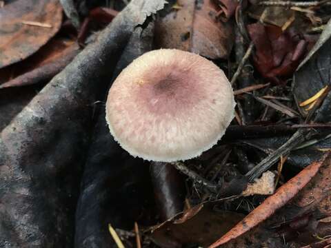 Imagem de Agaricus micromegethus Peck 1905