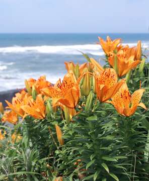 Слика од Lilium maculatum Thunb.