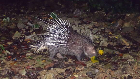 Image de Hystrix subgen. Acanthion F. Cuvier 1823