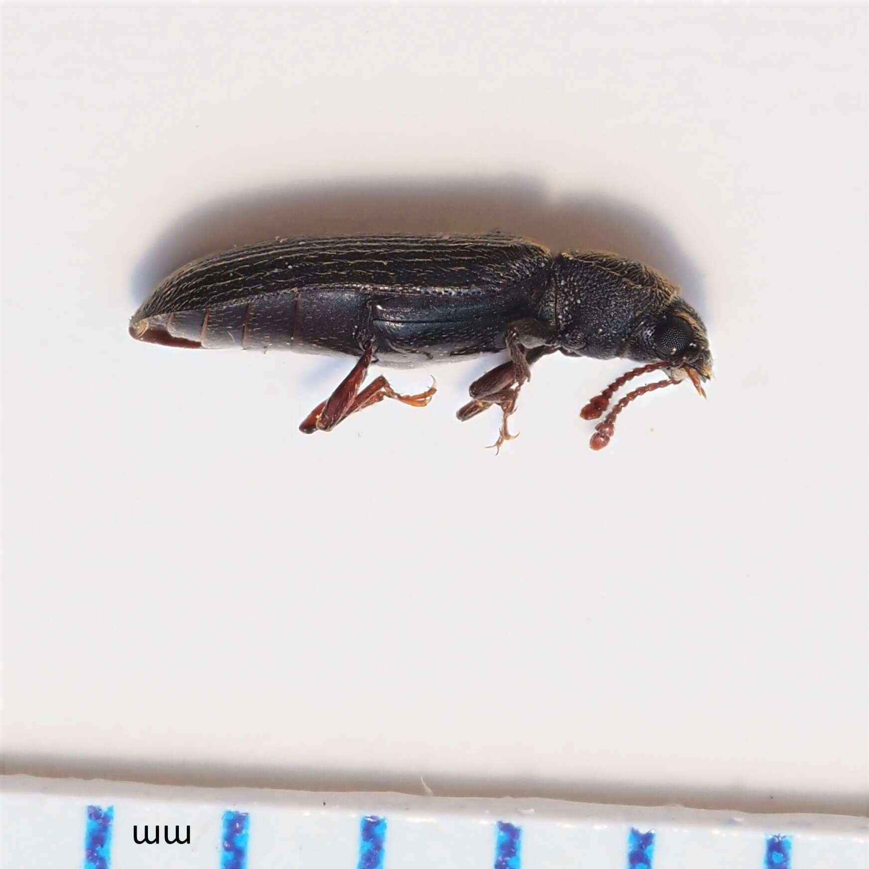 Image of Southern Lyctus Beetle