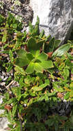 Image of Primula wulfeniana Schott