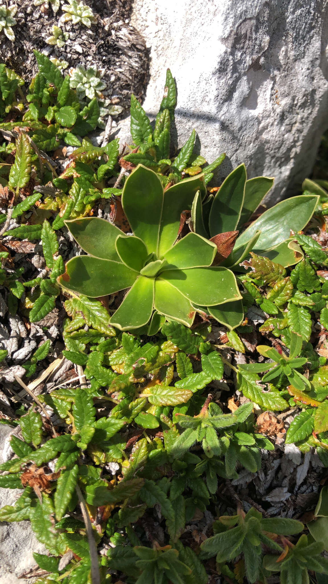 Image of Primula wulfeniana Schott