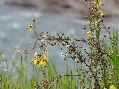 Imagem de Verbascum blattaria L.