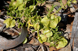 Image of Roepera aurantiaca Lindl.