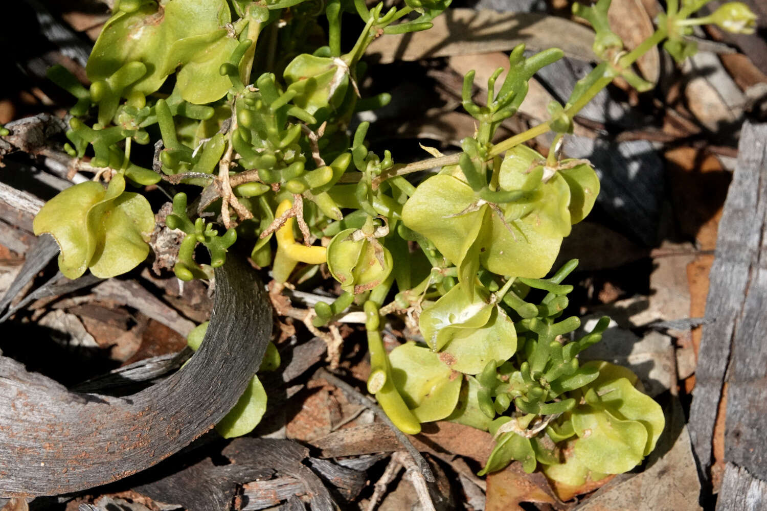 Image of Roepera aurantiaca Lindl.