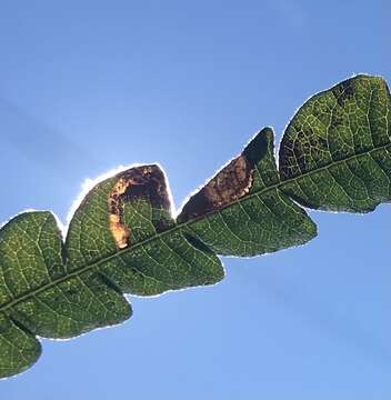 Sivun Stigmella corylifoliella (Clemens 1861) Wilkinson et al. 1979 kuva