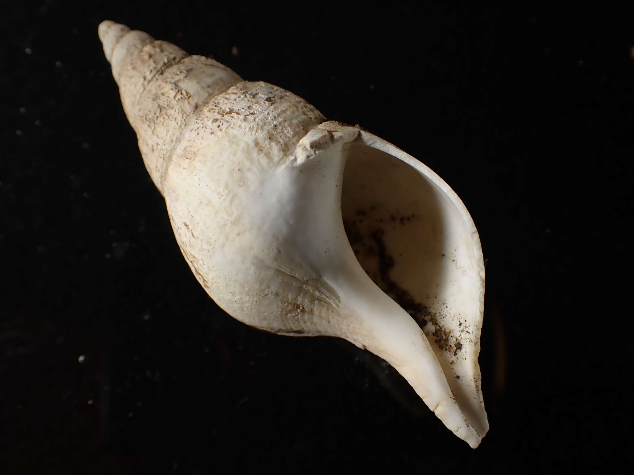 Sivun Colus stimpsoni (Mörch 1868) kuva