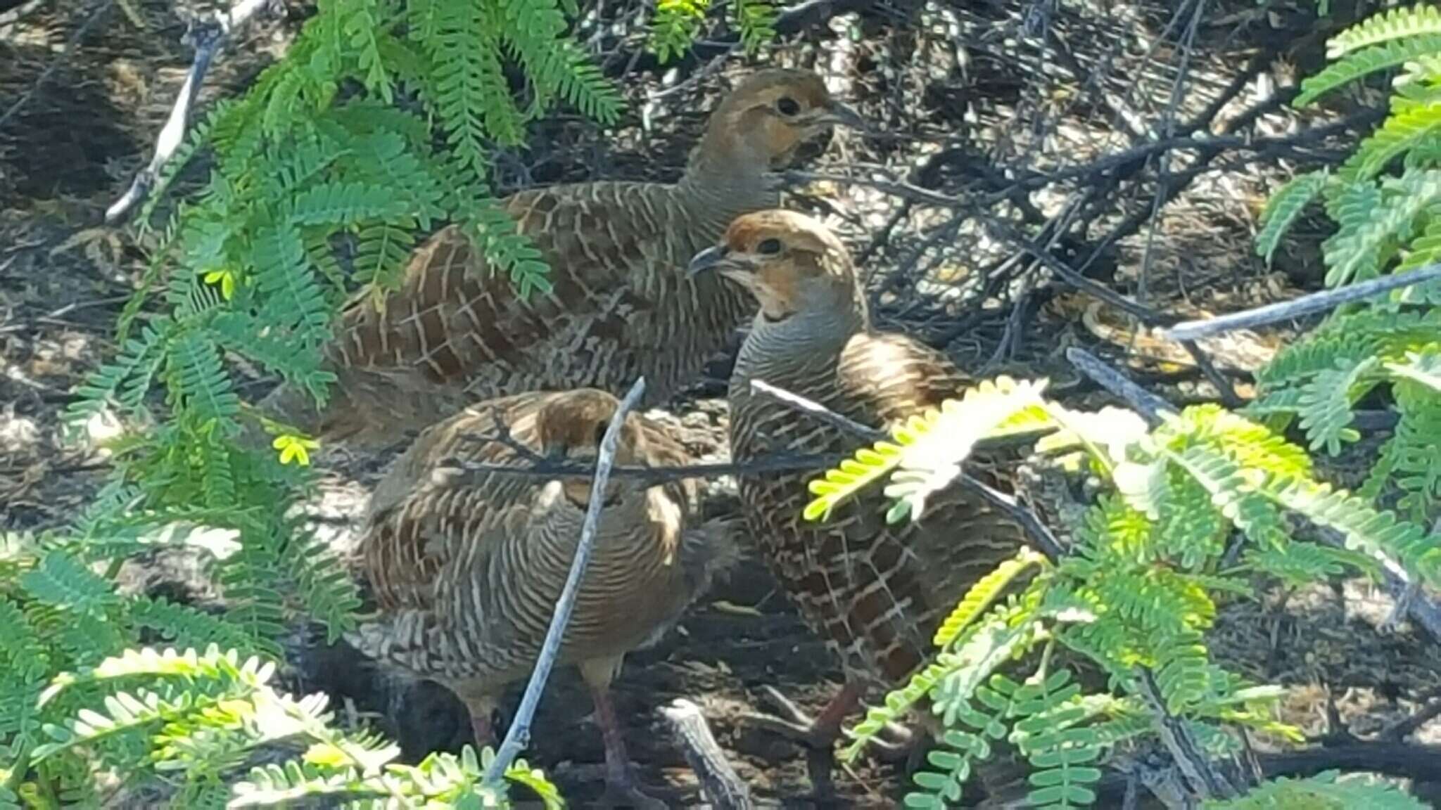 Image of Grey Francolin