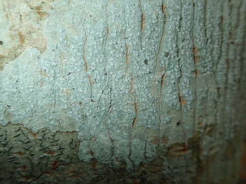 Image of blemished lichen