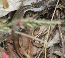 Image of Brown Skink