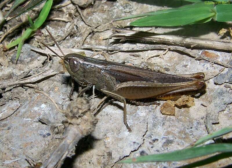 Image of Brown Winter Grasshopper