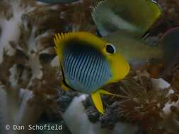 Image of Spot-tail Butterfly Fish