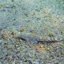 Image of Long-spined flathead