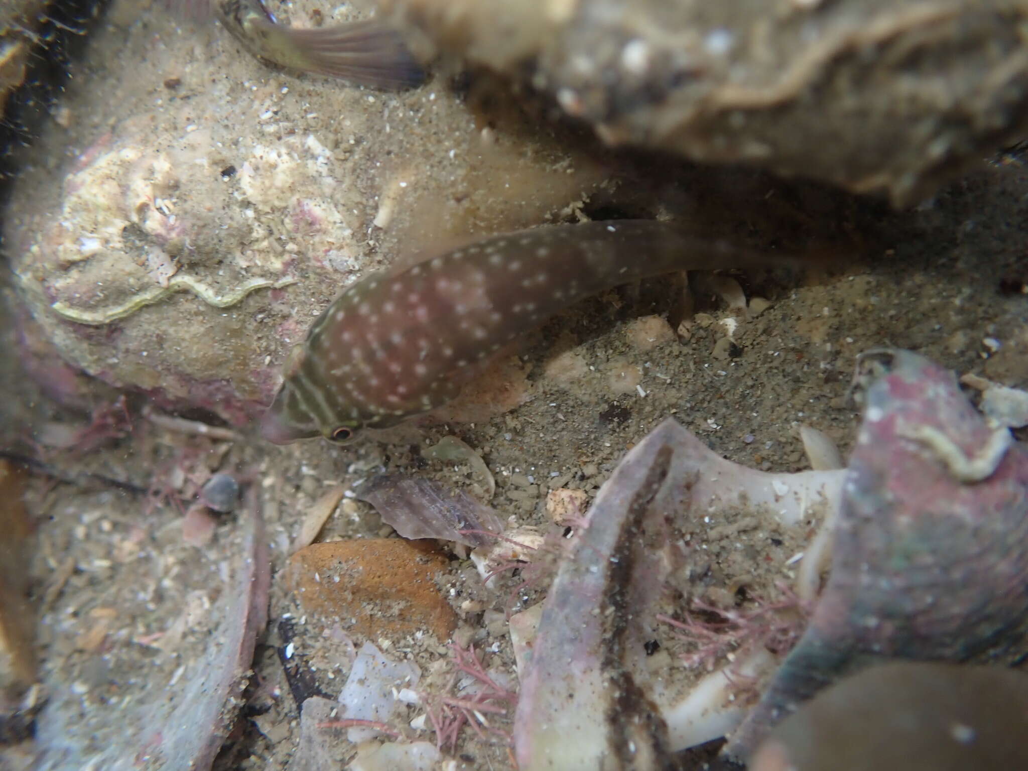 Image of Trnski's Clingfish