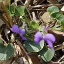 Image of Viola obtusa (Makino) Makino