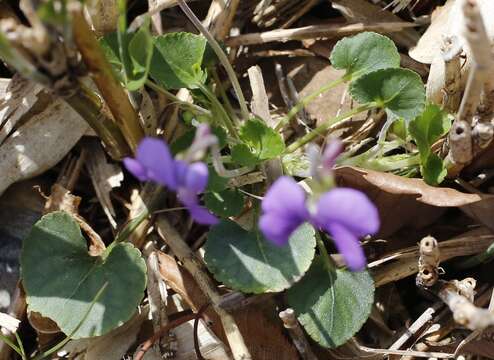 Image of Viola obtusa (Makino) Makino