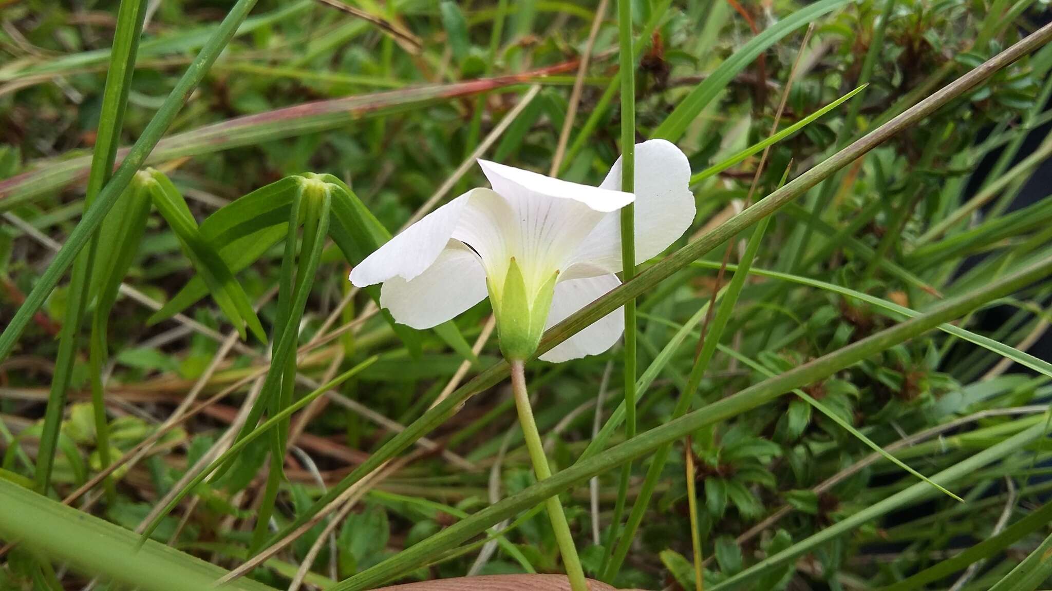 Imagem de Oxalis smithiana Eckl. & Zeyh.