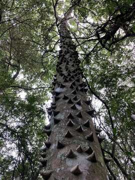 Image of Zanthoxylum rhoifolium Lam.