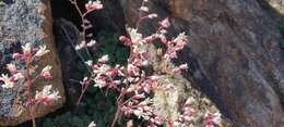 Image of Laguna Mountain alumroot