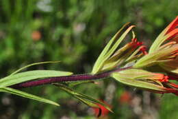 Plancia ëd Castilleja suksdorfii A. Gray