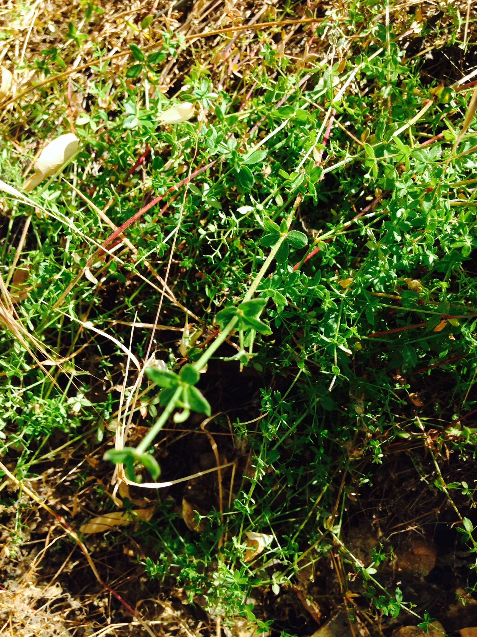 Image of graceful bedstraw