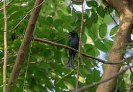 Image of Crow-biled Drongo