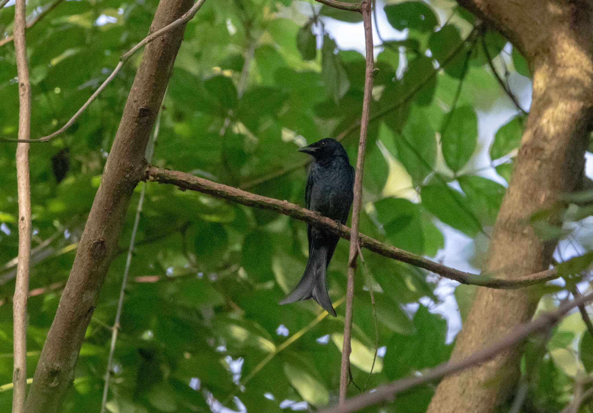 Image de Drongo à gros bec