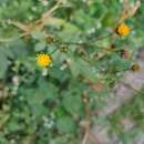 Plancia ëd <i>Bidens <i>pilosa</i></i> var. pilosa