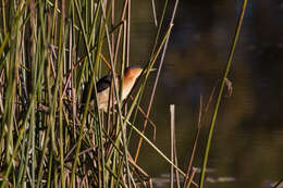 Image of Australian Little Bittern