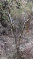 Image of Jatropha cordata (Ortega) Müll. Arg.