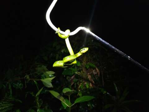 Image of Black-speckled Palm Pit Viper