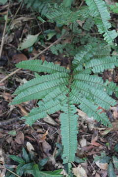 Plancia ëd Adiantum tomentosum Kl.