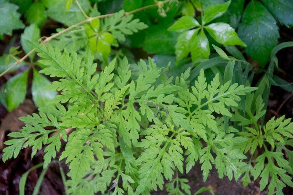 Image of annual ragweed