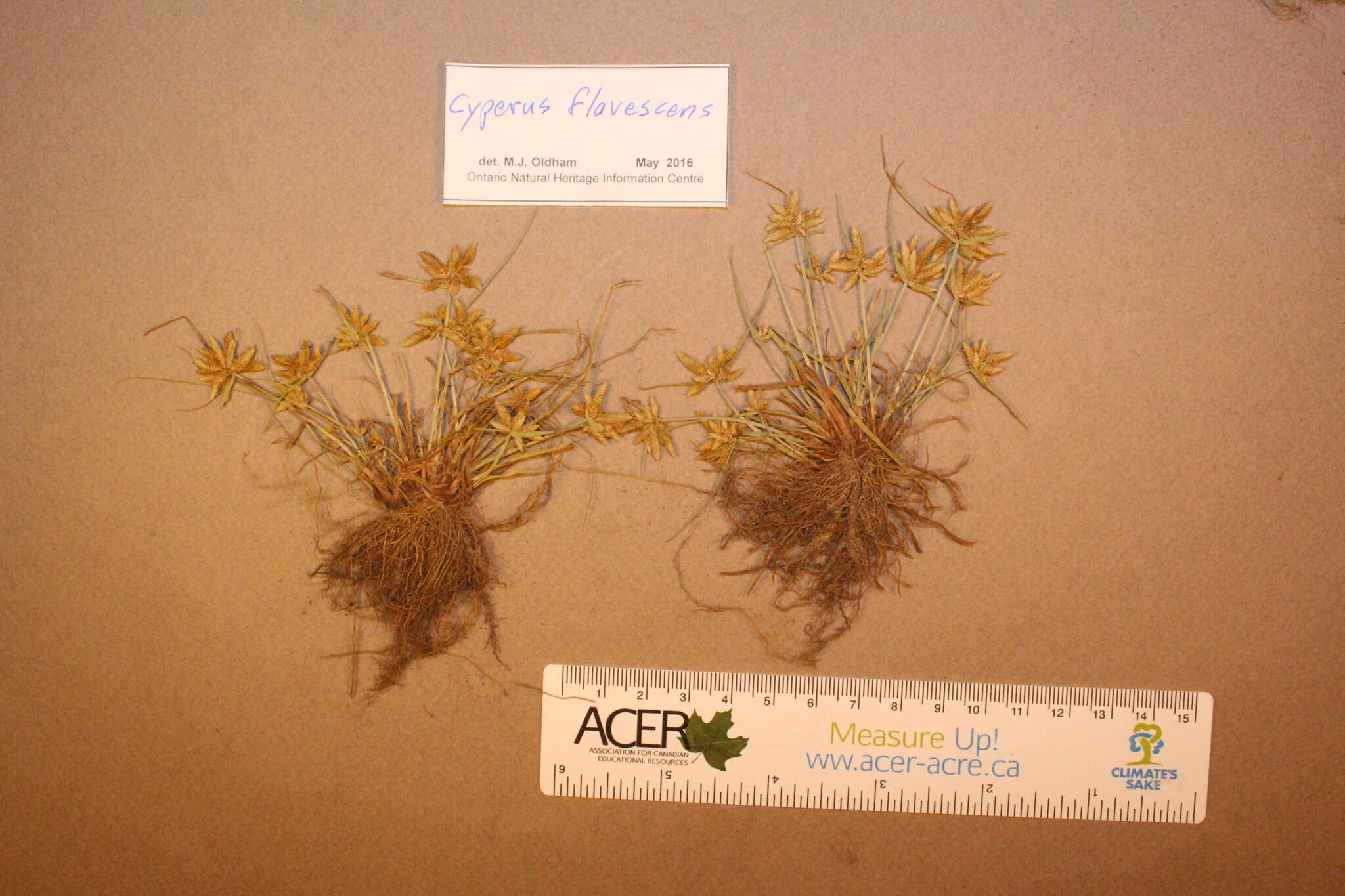 Image of Yellow Flat Sedge