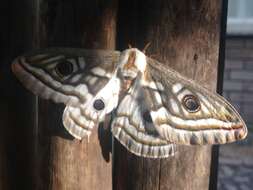 Image of Southern Marbled Emperor