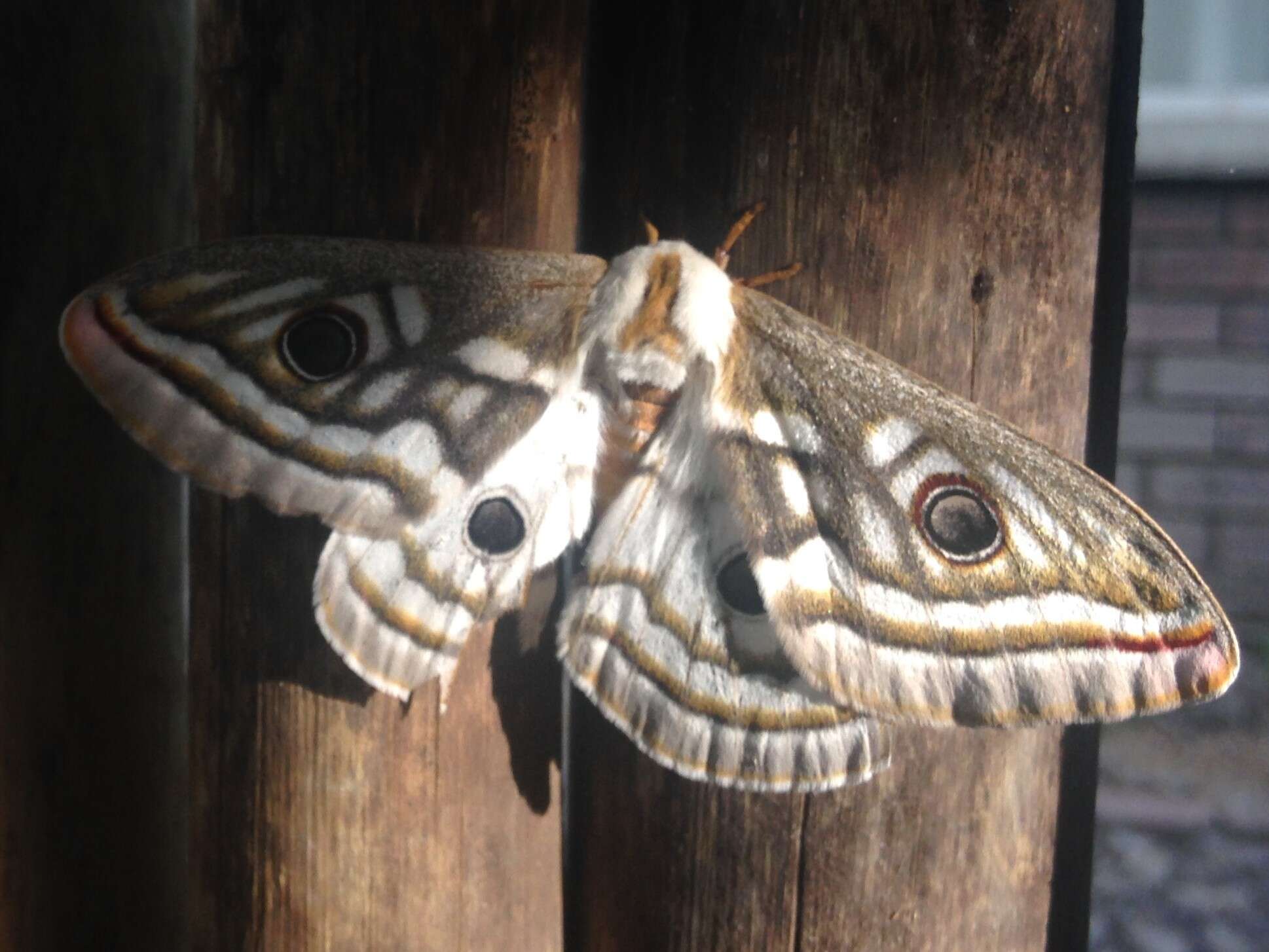 Image of Southern Marbled Emperor