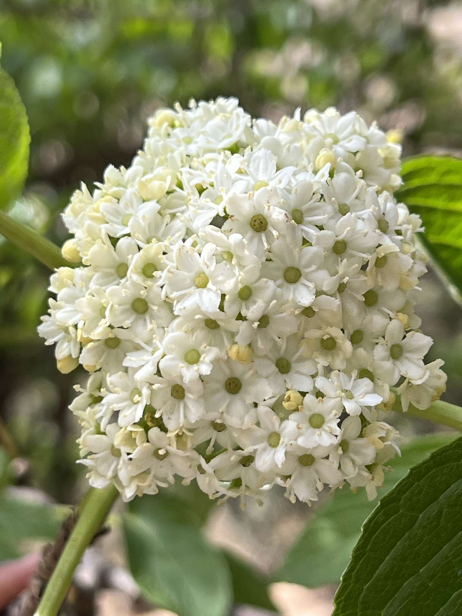 Image de Sambucus peruviana Kunth