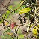 Image de Bulbophyllum tseanum (S. Y. Hu & Barretto) Z. H. Tsi