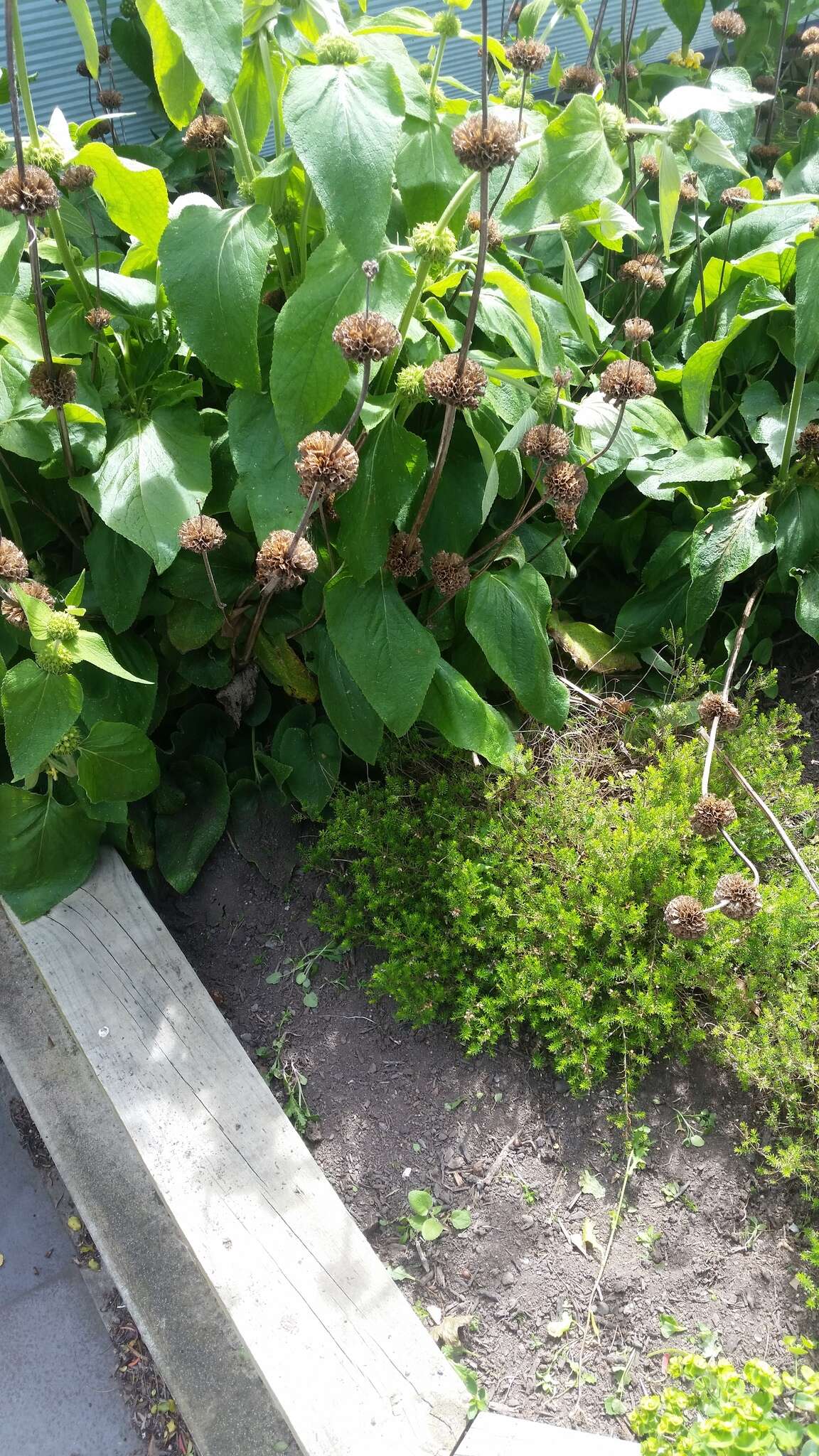 Image of Phlomis russeliana (Sims) Lag. ex Benth.