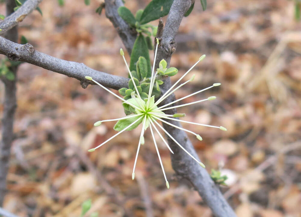 Image of Dwarf bush-cherry