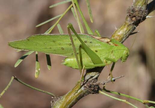 Image of Big Bend False Katydid