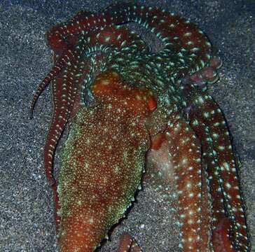 Слика од Callistoctopus ornatus (Gould 1852)