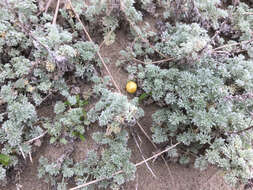 Image of beach wormwood