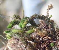 Image of blackmat splashzone moss